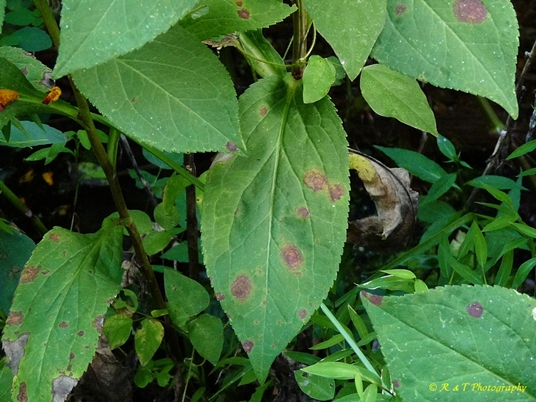 {Solidago patula}